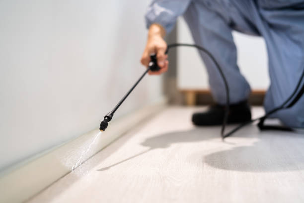 Bed Bug Pre-Treatment Preparation Assessment in Lake Isabella