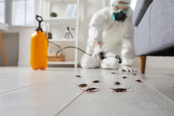 Post-Treatment Bed Bug Interceptor Monitoring in Lake Isabella